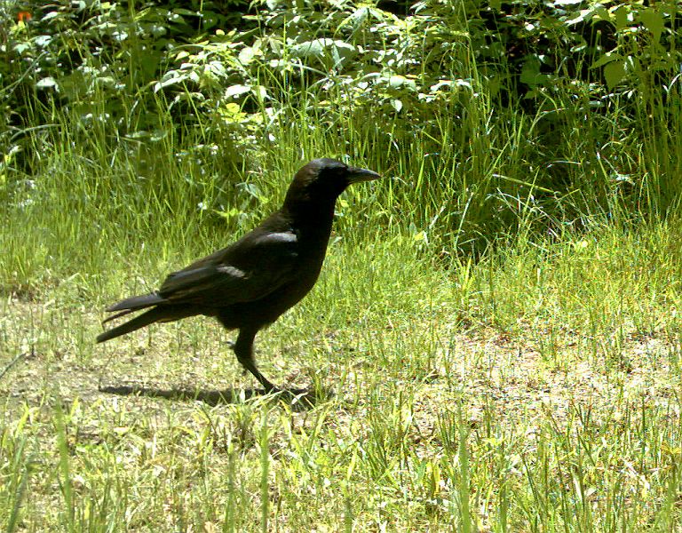 Crow_062011.jpg - American Crow